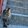 猫びより