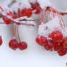 雪をかぶった 赤い実