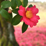山茶花落花