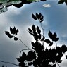 IMG_2535.jpg01