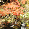 Ishi-kun_7381