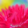 Red Daisy