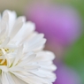 White Daisy