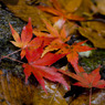 紅葉05