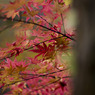 紅葉06