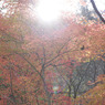 紅葉07
