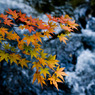 紅葉10
