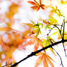 紅葉12