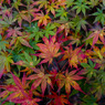 紅葉13