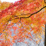 紅葉19