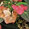 IMG_2913.jpg01