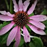 IMG_2922.jpg01