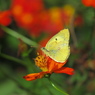 モンキチョウとキバナコスモス2 2019 PowerShot SX530HS