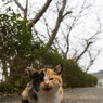 おはようチビミーさん