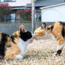 ママとチュー