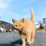 おニャッ？