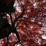 もみじ寺７