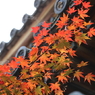 もみじ寺１１