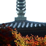 もみじ寺１２