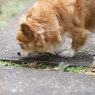 くんか、くんか、
