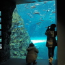 水族館の水槽の中を撮る人を撮る