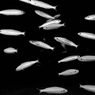 魚の視線