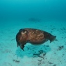 母なる海１
