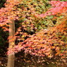 この紅葉は県庁所在地の繁華街のど真ん中にある