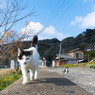 お散歩だニャ