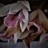 IMG_1482.jpg01