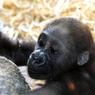上野動物園　猿の赤ちゃん
