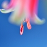 可愛いアロエⅠ
