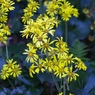 image011