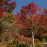 神戸森林植物園　欅の紅葉