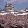 姫路 桜と青空に映える白鷺城