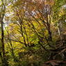 兵庫県の最高峰氷ノ山 東尾根の紅葉(横構図)