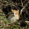 野の猫１