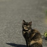 野の猫２