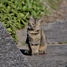 野の猫３