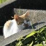 野の猫４