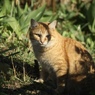 野の猫５