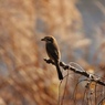 野の鳥２