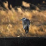 鳥の時間