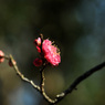 一輪～　　”未開紅”という梅
