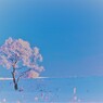 雪桜