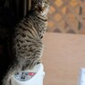 ぼくの暖か椅子なんですぅ