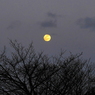 写真句：初春の望月