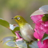 山茶花とメジロ