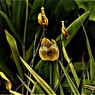 IMG_3001.jpg01