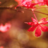 Autumn Leaves